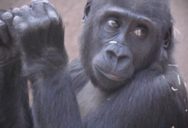 Gorilí rodina pražské ZOO